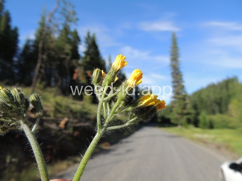 hawkweed, yellow